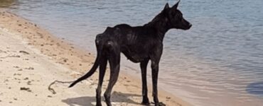 cane sulla spiaggia