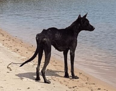 cane sulla spiaggia