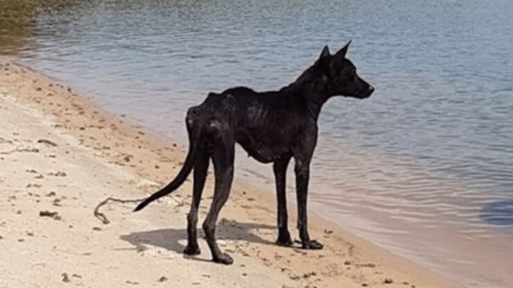 cane sulla spiaggia