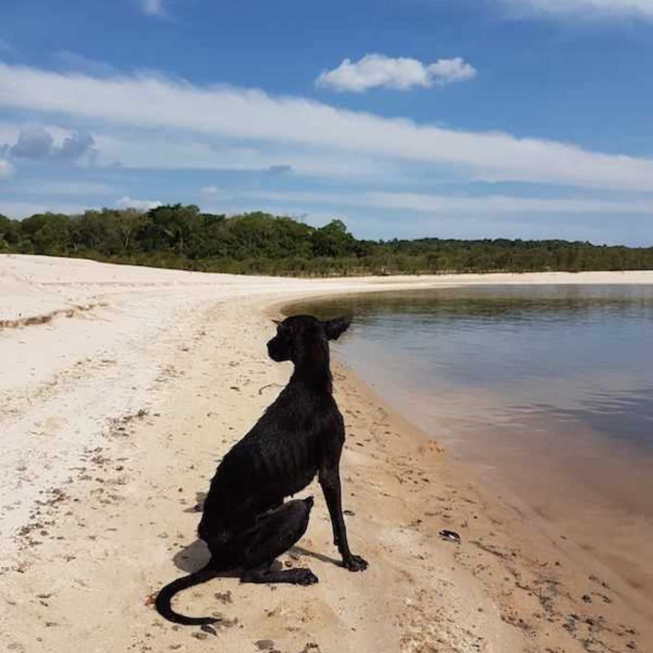 cane seduto in riva al mare