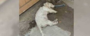 Cane, considerato morto, alza la testa