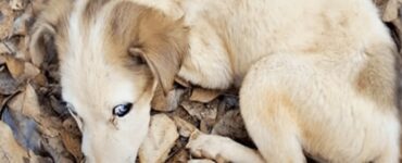 Cane dagli occhi azzurri viene salvato