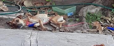 Cane paralizzato viene salvato