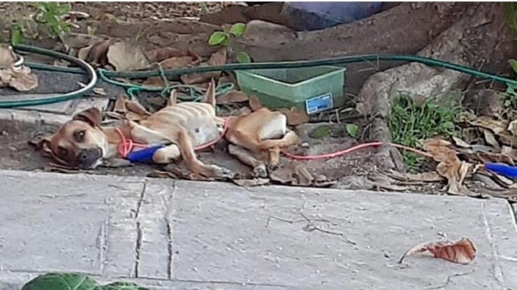 Cane paralizzato viene salvato