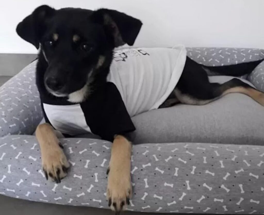 cagnolina sul letto