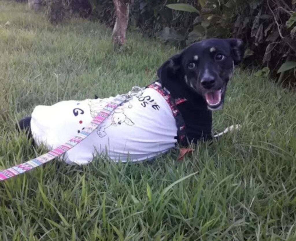 cagnolina felice sul prato