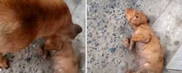 Cane tenta di salvare il suo cucciolo