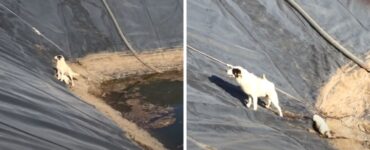 cane salvato fossa