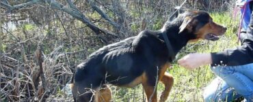 Cane si getta tra le braccia di un soccorritore