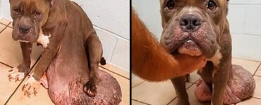 pitbull con tumore dolore