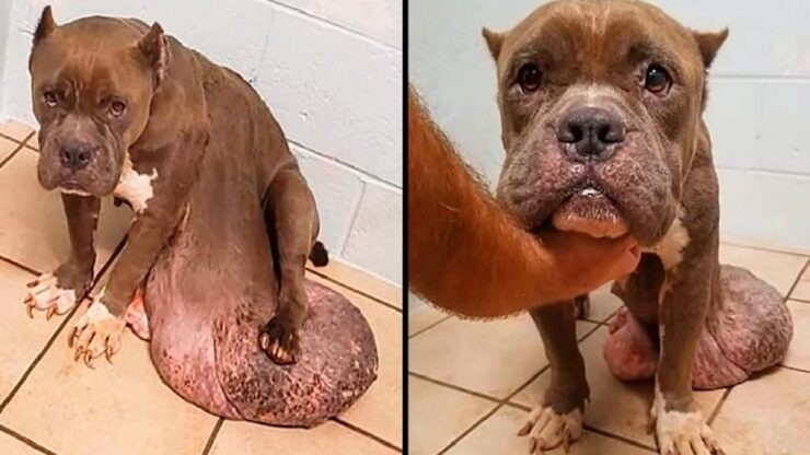 pitbull con tumore dolore