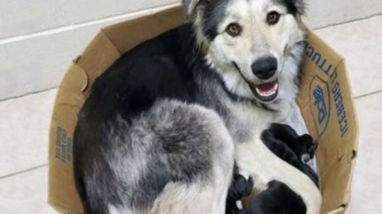 Una cagnolina in una scatola con i suoi cuccioli