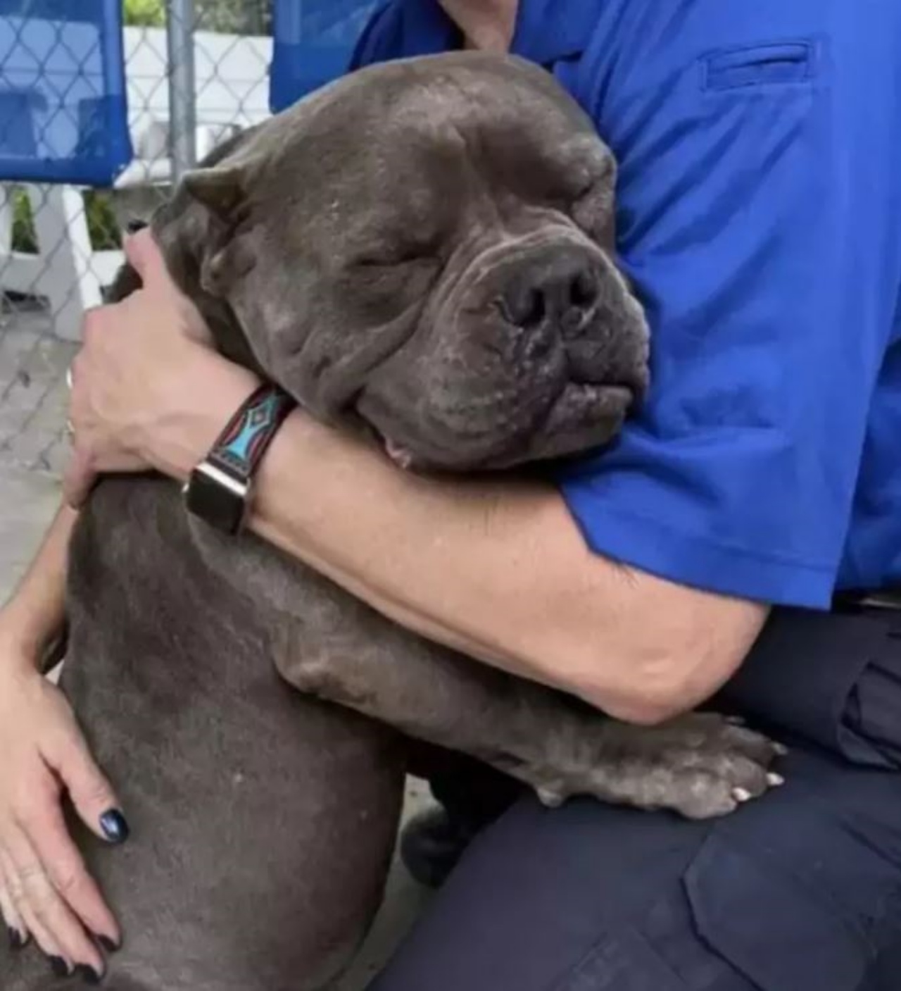 Un cane di nome Max abbraccia una volontaria