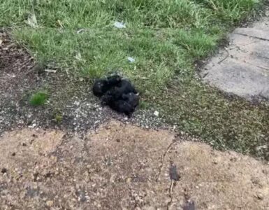 cuccioli abbandonati
