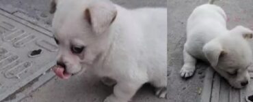 cucciolo non vuole tombino