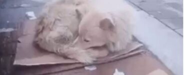 un cane bianco
