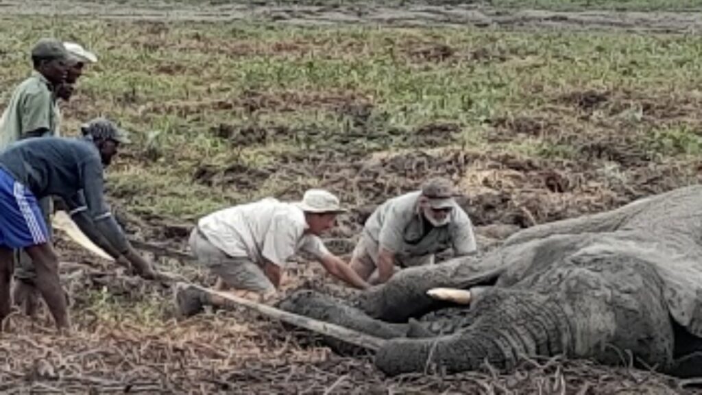 volontari salvano due elefanti