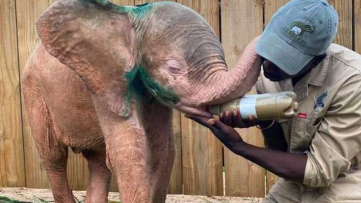 elefante albino