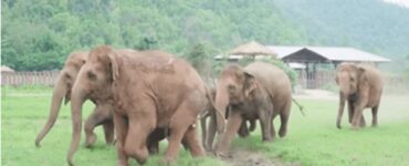 Elefanti accolgono un elefantino