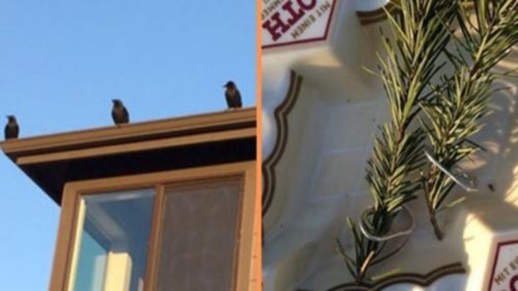 famiglia di corvi sul tetto