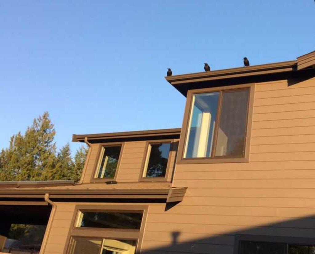 corvi sul tetto di stuart