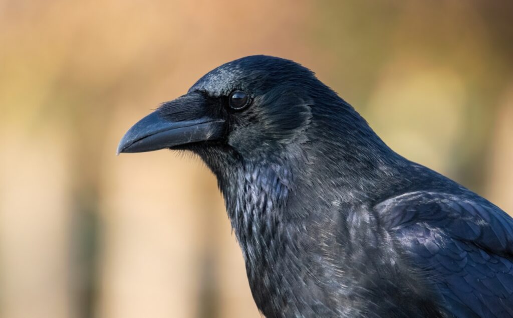corvo di profilo