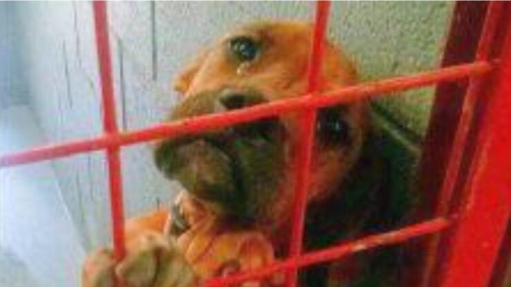 Fotografo cattura l'angoscia di un cane