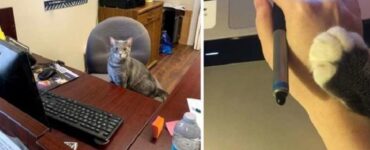 Gatti che impediscono ai loro padroni di lavorare