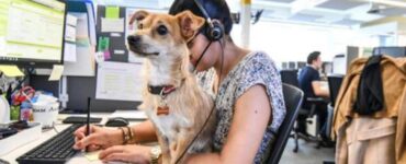giornata mondiale del cane in ufficio