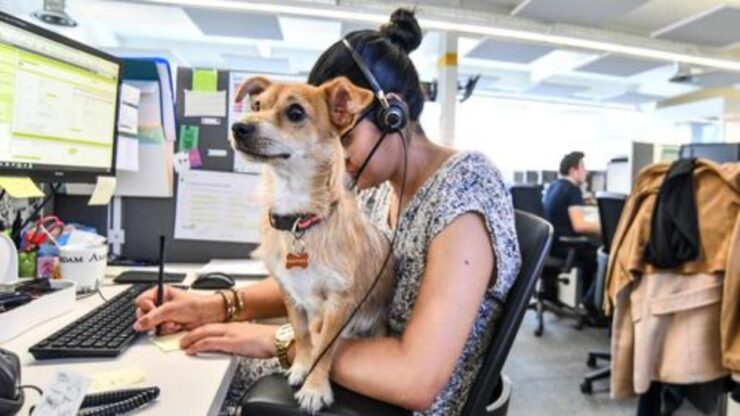 giornata mondiale del cane in ufficio