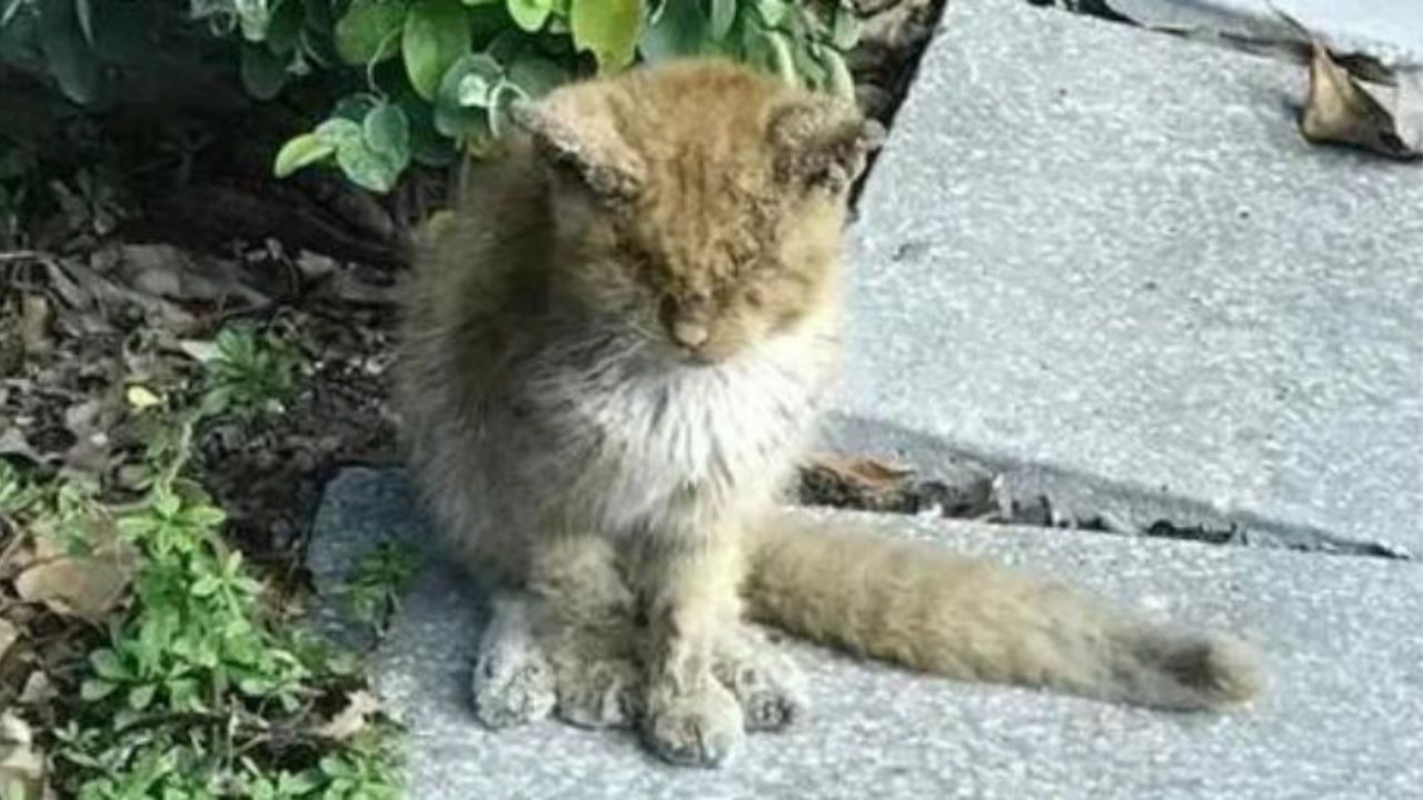 Un gatto randagio