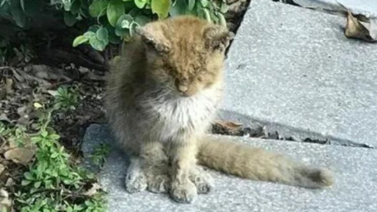 un gatto randagio