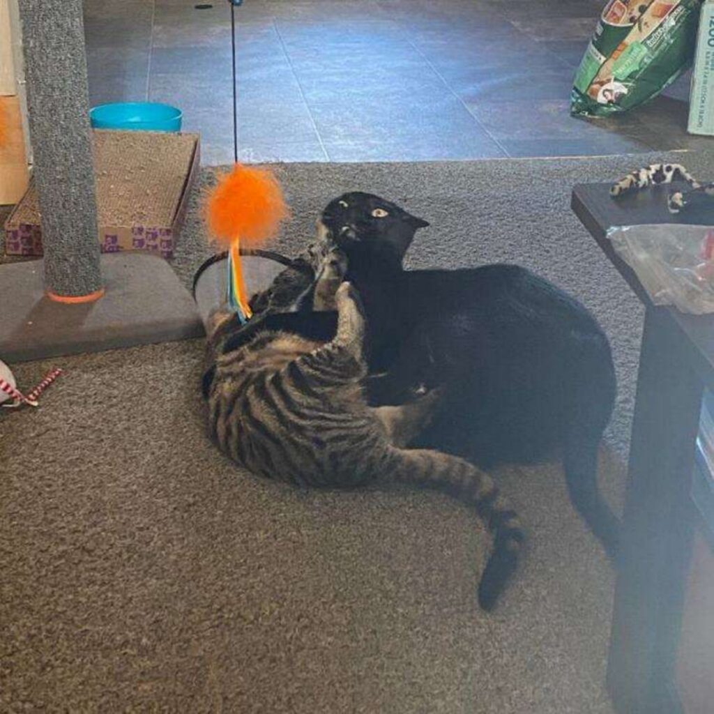gatti che giocano assieme