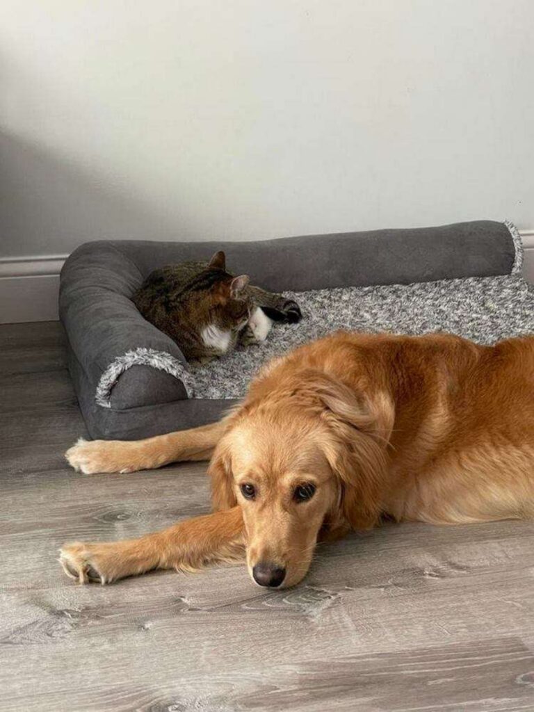 golden retriever disteso con un gatto