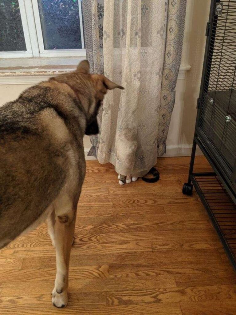 micio e cane che giocano a nascondino