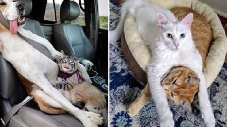 animali che vivono sotto lo stesso tetto