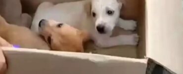 mamma impossibilitata cuccioli