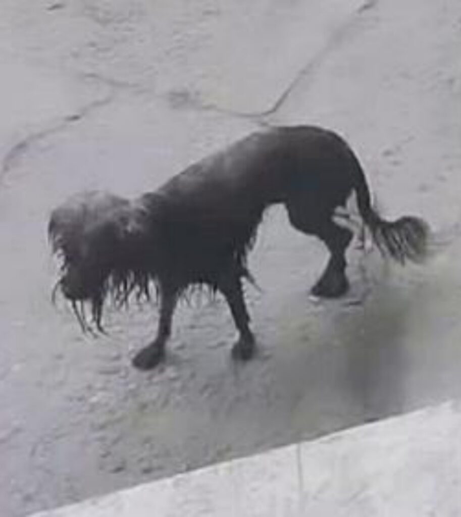 cagnolina bagnata per strada