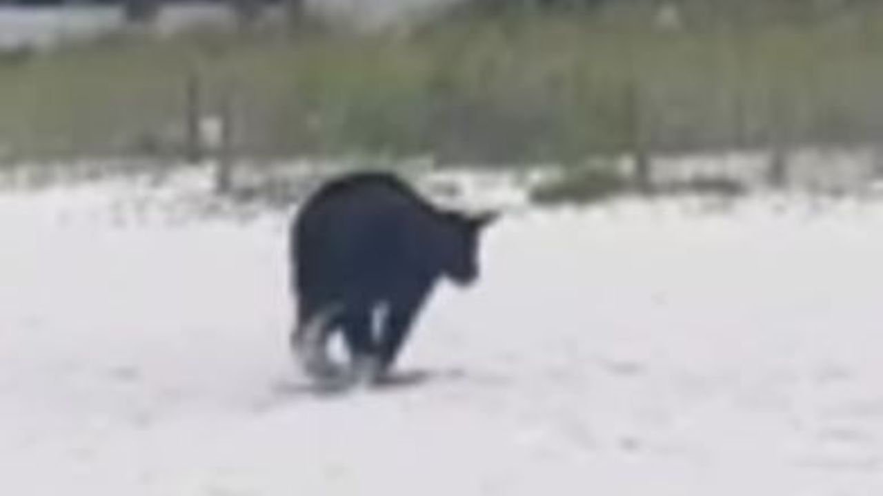un orso in spiaggia