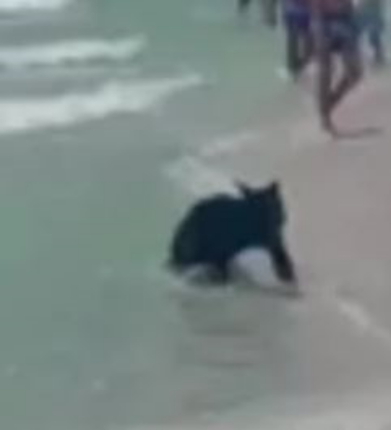 un orso in acqua
