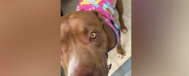 pitbull senza casa