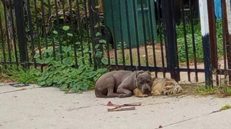 pitbull e yorkshire