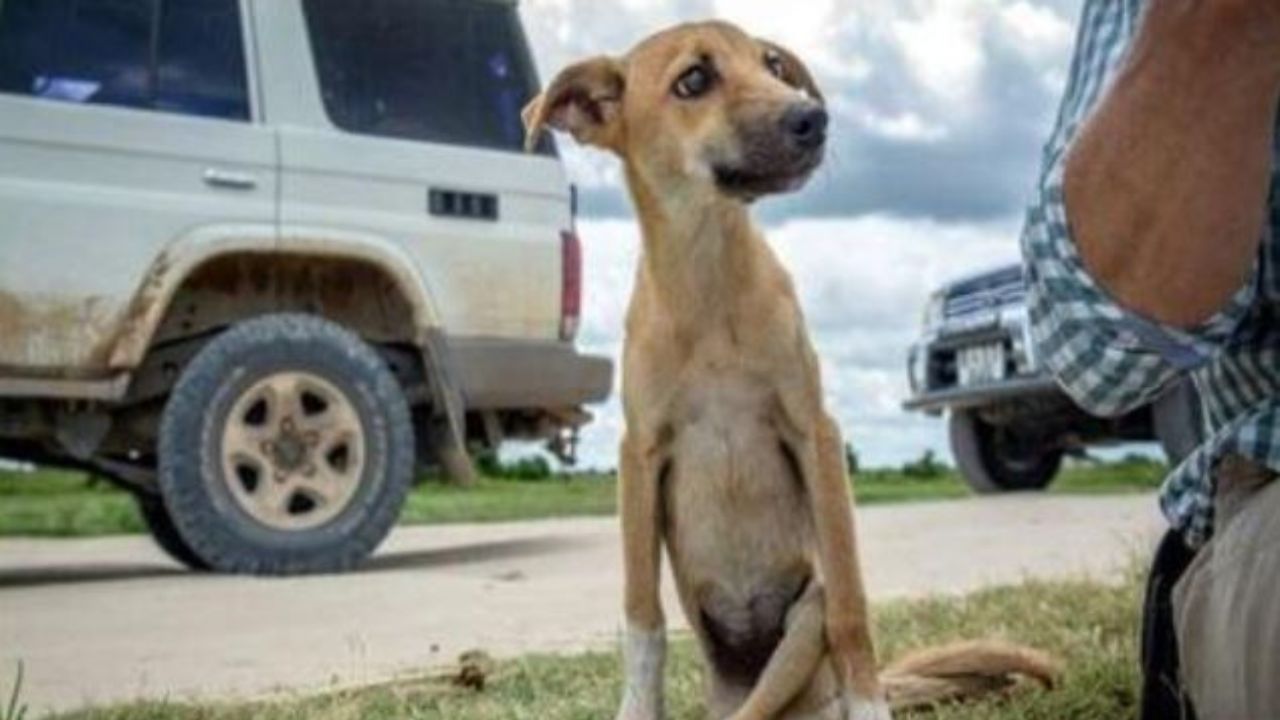 Una cagnolina di nome Poppy