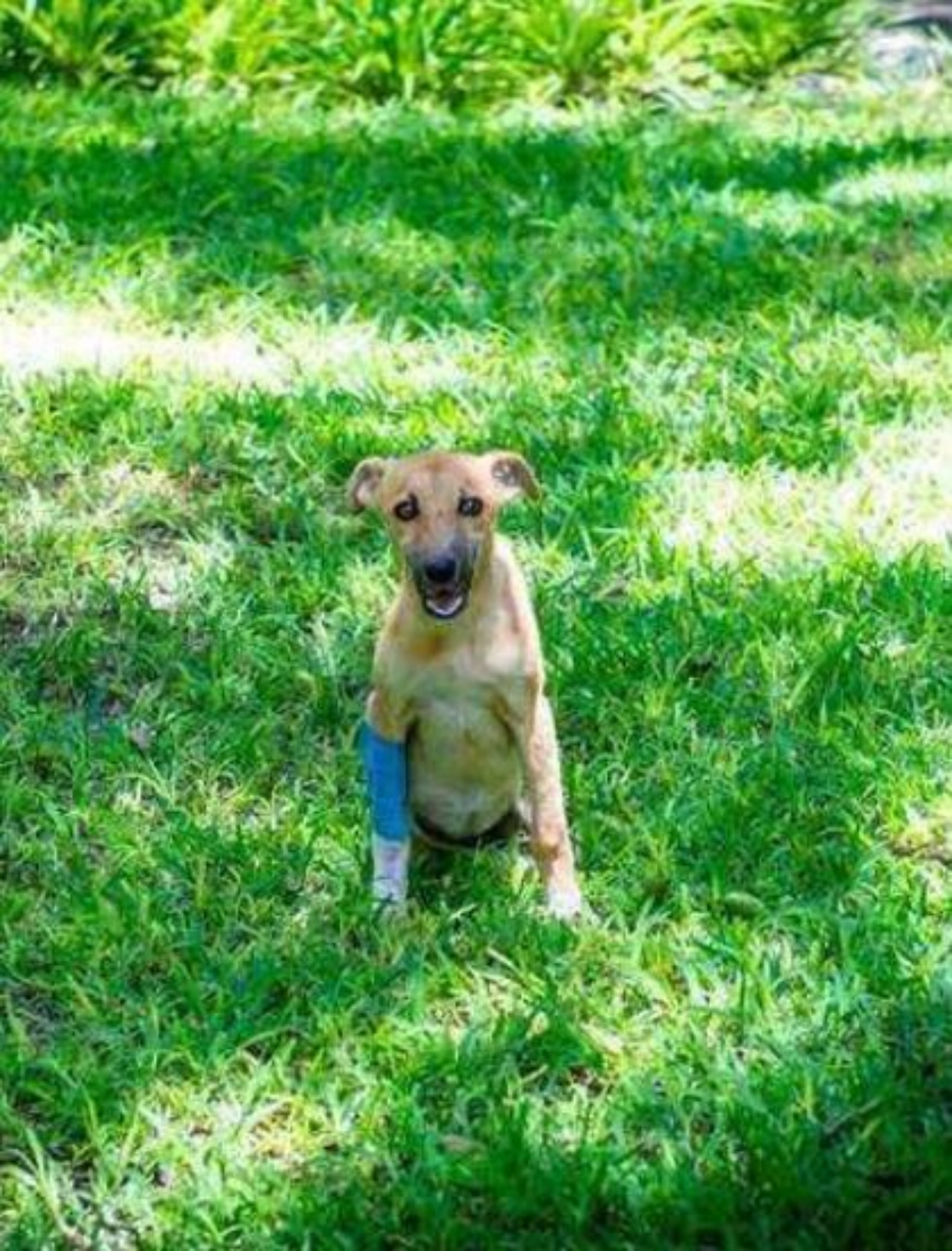 Una cagnolina di nome Poppy