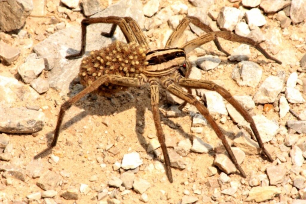 riconoscere una Lycosa tarantula