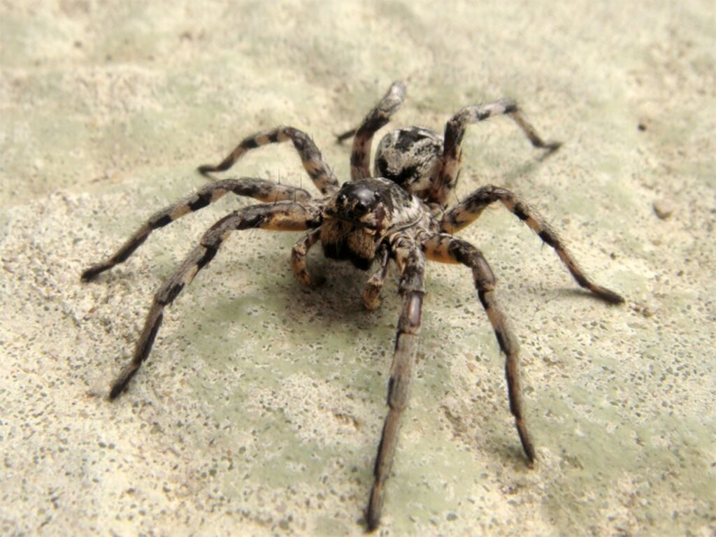 aracnide Lycosa tarantula