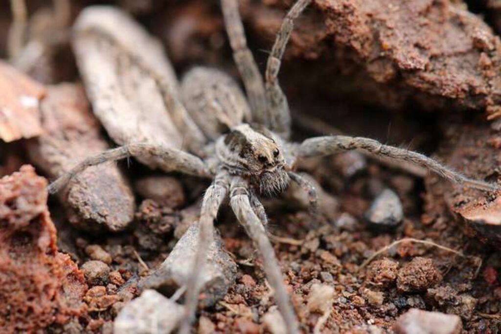 Lycosa tarantula in foto