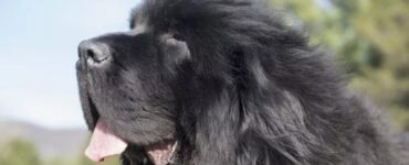 ritira il cane lingua