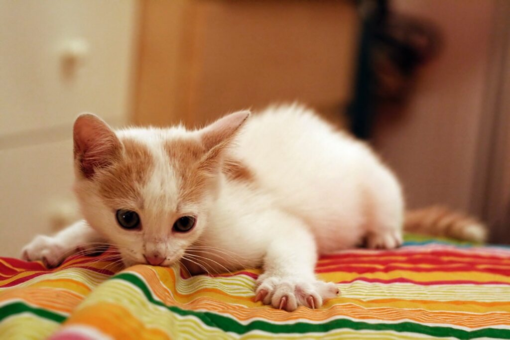 gatto gioca con la coperta