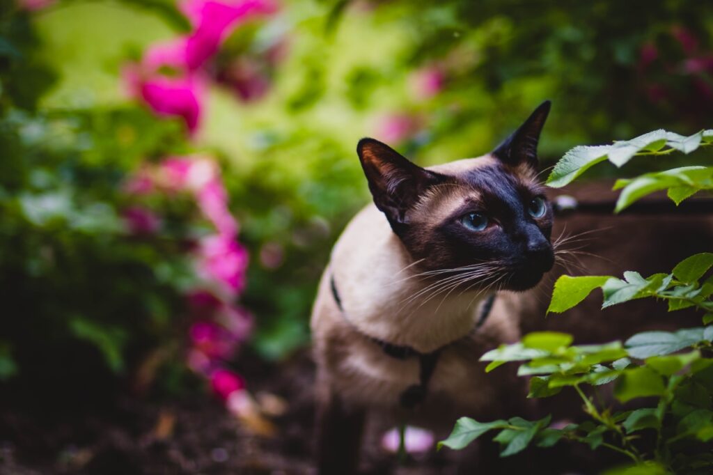 gatto annusa il fiore